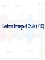 Electron Transport Chain (ETC) – Complete PowerPoint for BSc/MSc Biochemistry with Diagrams