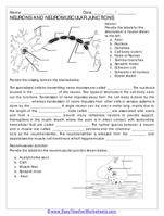 Neurons and the Neuromuscular Junction: Their Structure and Function